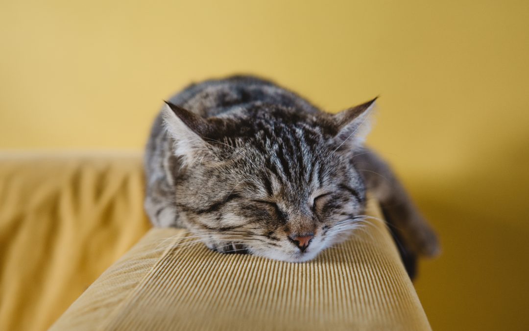 Don’t Miss These Key Signs of Disrupted Sleep Stages